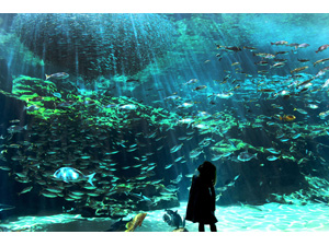 �y�d�q�`�P�b�g�z��\�㓇�����يC�����